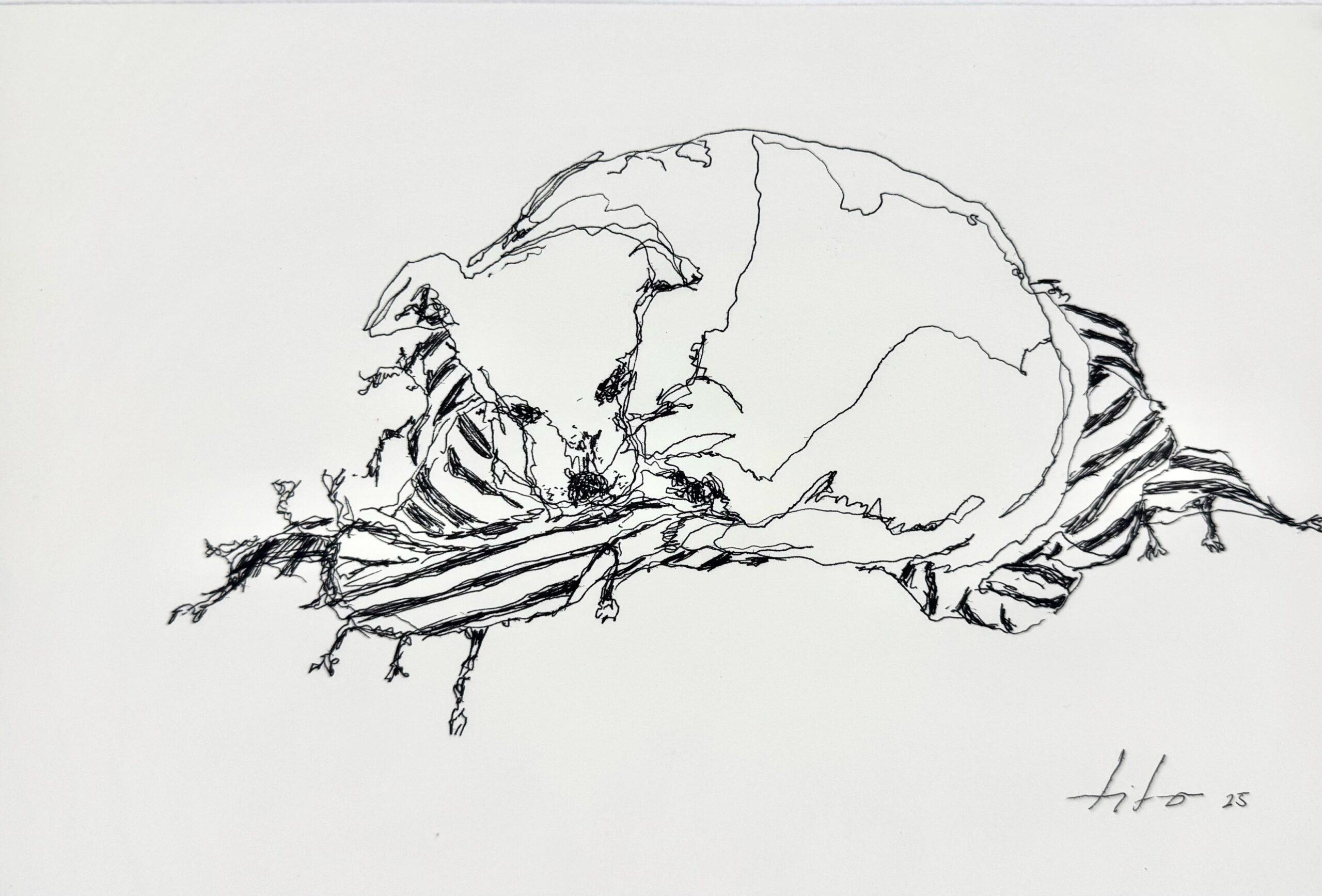 Pandorita durmiendo – 2025